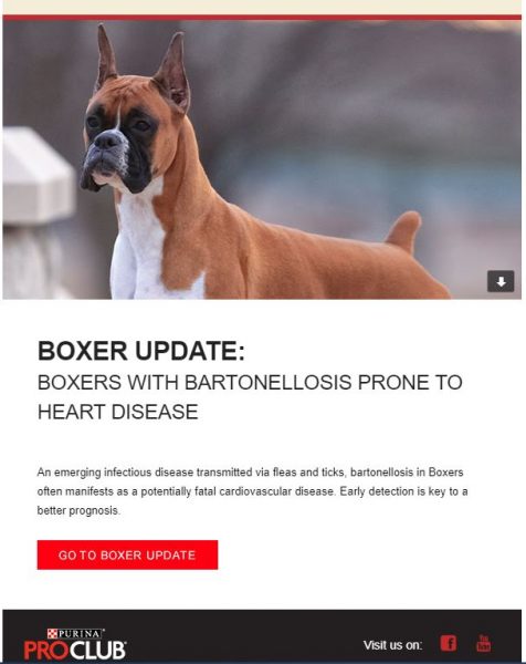 does the boxer have infectious disease