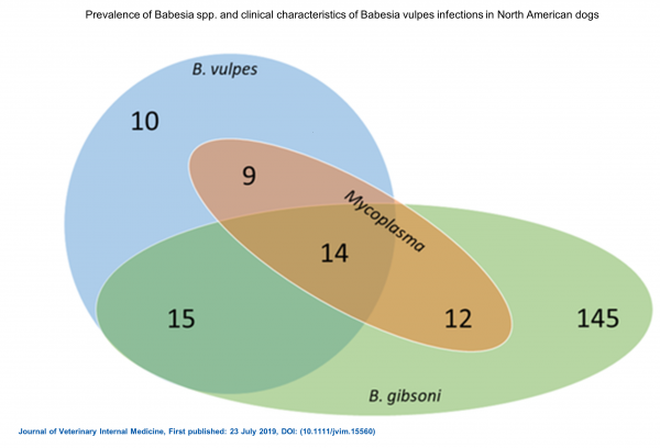 Coinfections with B. vulpes