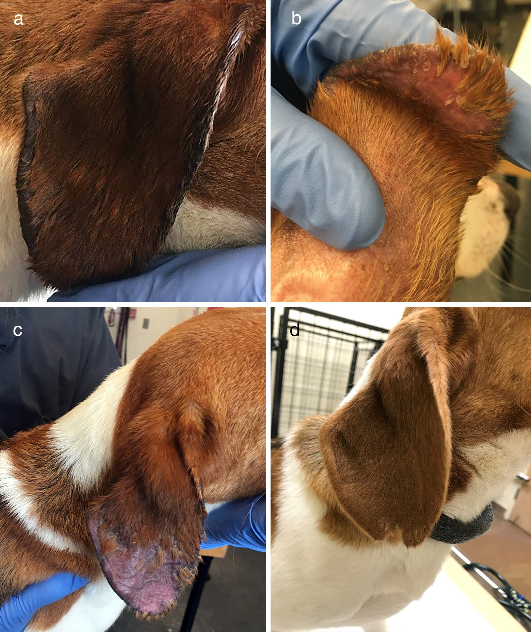 New Case Report from NCSU Vet Hospital, VBDDL, and IPRL lashnitis